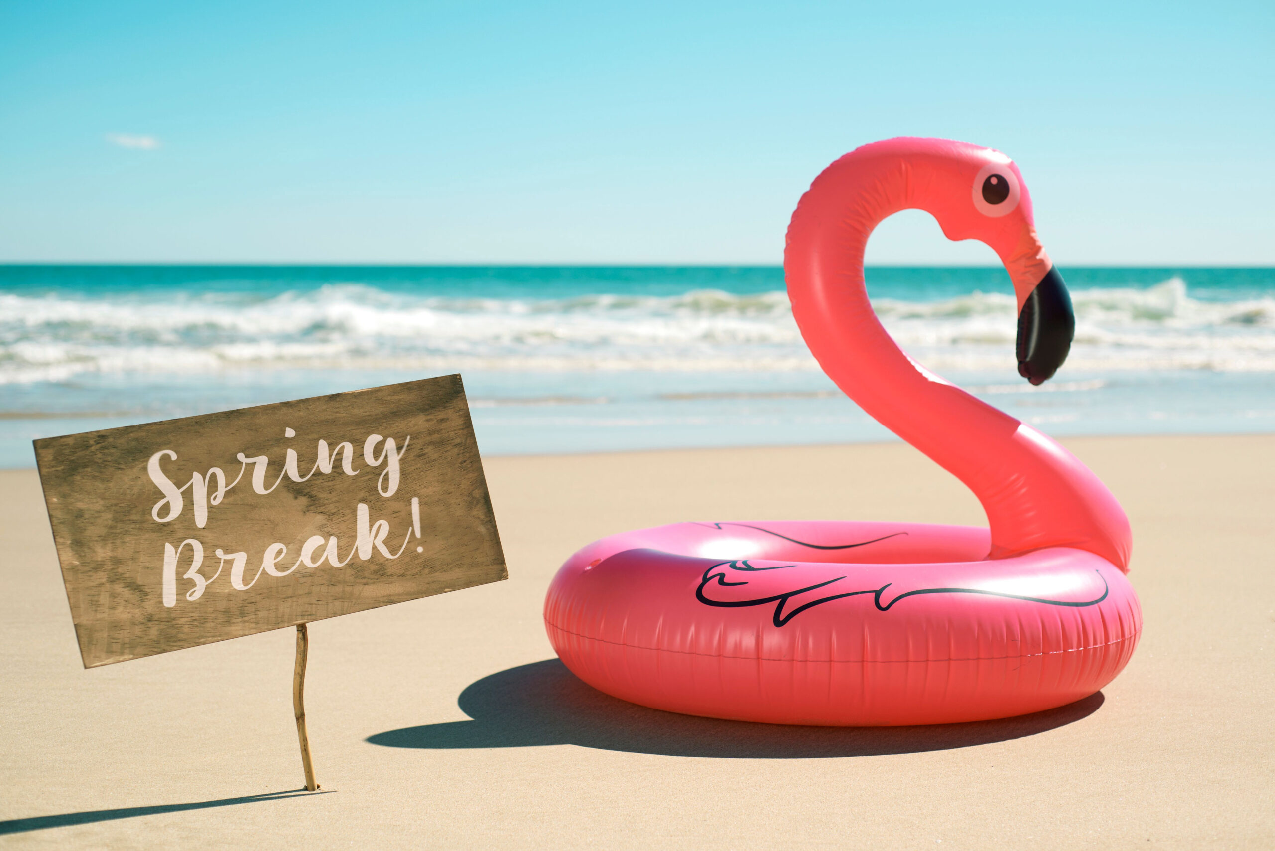Spring Break Flamingo on beach