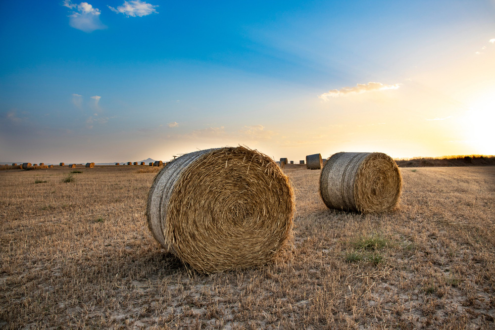 Rolls of hay in field